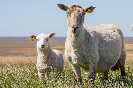 Commercial Sheep Vaccines